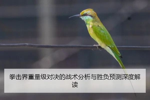 拳击界重量级对决的战术分析与胜负预测深度解读